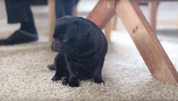 Cooper the Pug Pup