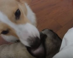 Meet a Corgi Who Makes Friends With a Pug. Their Interaction is Hilarious!
