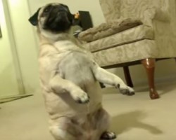 Dotty the Pug Shocks and Entertains Us With Her Tricks!