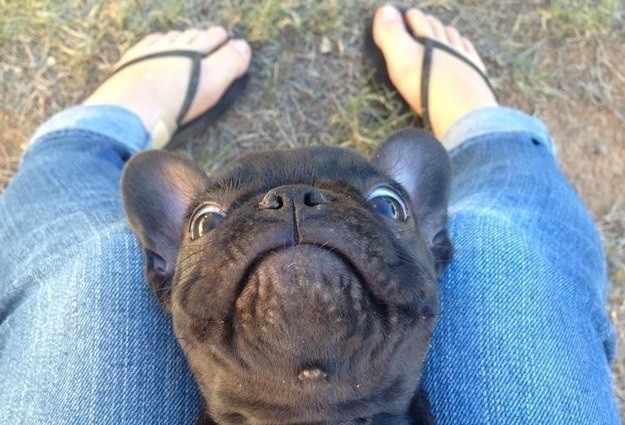 Frenchie on owner's lap