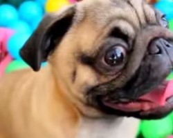 Watch a Pug Puppy Get the Best Birthday Present EVER!