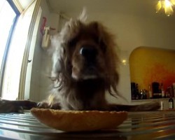 Watch This Dog Try Everything to Get His Paws on This Tasty Piece of Bread!