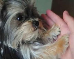 (VIDEO) Misa Minnie Might Be the Smartest Puppy in the World!