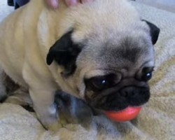 Find Out What Happens When a Pug Won’t Share Her Toy – Hilarious!