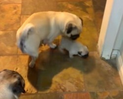These Pug Parents Interacting With Their Pup is the Cutest Thing Ever!