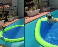 Pug Loves Her Pool Time – Watch Her on a Giant Floatie