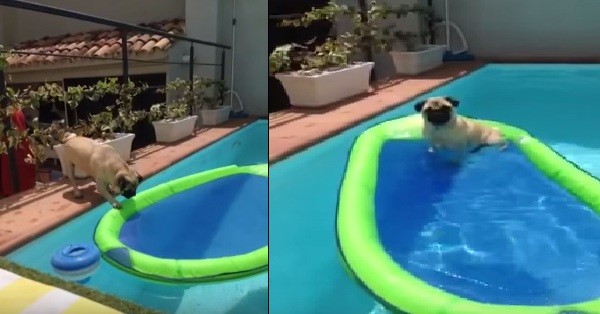 pug in the pool