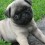 9 Tips That’ll Help Your Pug Puppy Through the Teething Stage