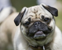 Skin Conditions in Pugs to Look Out For