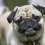 Skin Conditions in Pugs to Look Out For