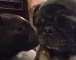 A Pug Meets a Small Pig for the First Time and Their Meeting is Priceless