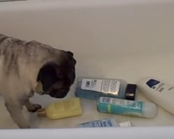 Pug Attacks Shampoo Bottles and it’s the Funniest Thing Ever!