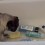 Pug Attacks Shampoo Bottles and it’s the Funniest Thing Ever!