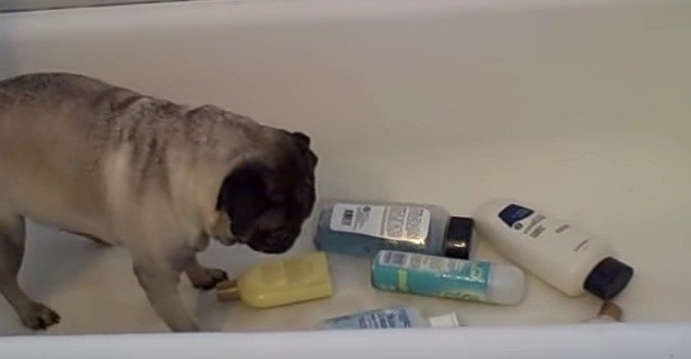 pug attacks shampoo bottles
