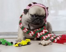 Pup Puppies Reenact “Home Alone” and it’s Incredible!