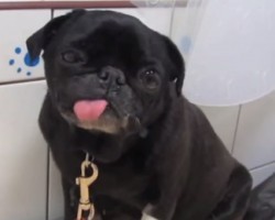 I Think We All Can Agree That Pug Puppies are SO Cute. Here’s Why!