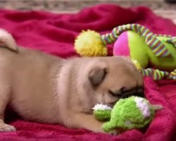 Pug Puppies LOVE Their Play Time Together – So Cute!