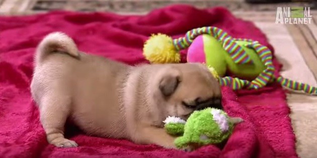 pug puppy playtime