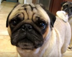 Pugs Get Super Excited About Their Aunt Visiting – So Sweet!