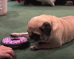 Watch What Happens When Someone Tries to Take Away This Pug’s Toy!