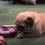 Watch What Happens When Someone Tries to Take Away This Pug’s Toy!