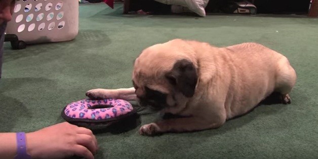 pug not sharing toy