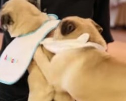 Adorable Pug Puppies Know How to Have a Great Time!