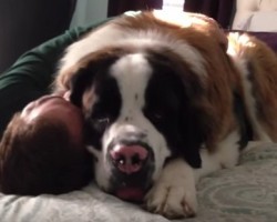 HUGE Saint Bernard Doggy Really Loves His Owner!