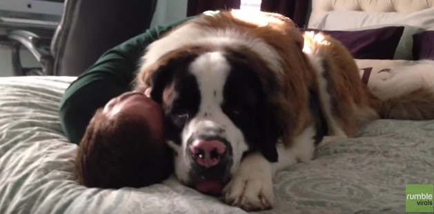 Saint Bernard giving a hug