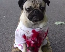 Doug the Pug Makes a Scary Zombie in “The Walking Dead” Pug Edition