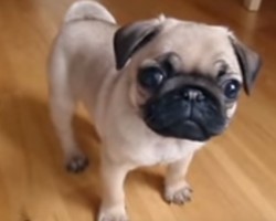 10-Week-Old Pug Puppy Melts Our Hearts with One Look!