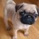 10-Week-Old Pug Puppy Melts Our Hearts with One Look!