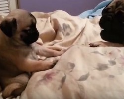 Fearless Puppy has a Blast on the Bed with Older Pug – LOL!