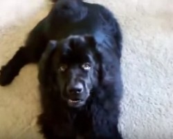 This Newfoundland Dog Loves to Discuss Commands… Wow!