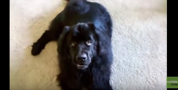 This Newfoundland Dog Loves to Discuss Commands... Wow!