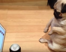Watch an Adorable Pug Watch TV Just Like a Human Does!