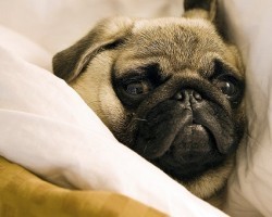 7 Amazing Facts About Pugs That’ll Make You Want to Have One (or More) in Your Life STAT!