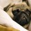 7 Amazing Facts About Pugs That’ll Make You Want to Have One (or More) in Your Life STAT!