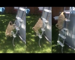 Watch a Determined Pug Climb the Ladder to Get to a Pool. Impressive!