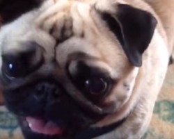 This Hilarious Pug Knows When it’s Time for Food!