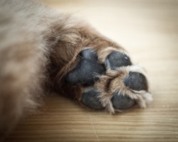 How to Protect Your Pup’s Paws From the Hot Ground