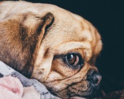 11 Things That Your Dog Dislikes You Doing and How You Can Change That