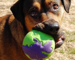 Check Out Some Incredible Dog Toys Your Pooch Can’t Destroy
