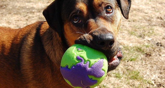 dog chewing on toy