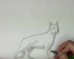 How to Draw Your German Shepherd