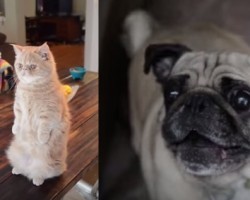 Oh No! Pug Gets Pranked by a Cat and He’s NOT Happy About it!