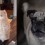 Oh No! Pug Gets Pranked by a Cat and He’s NOT Happy About it!