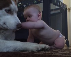 Watch a Gentle Husky Plays With a Baby. So Precious!