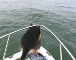 German Shepherd Wants to Meet…Dolphins?