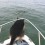 German Shepherd Wants to Meet…Dolphins?